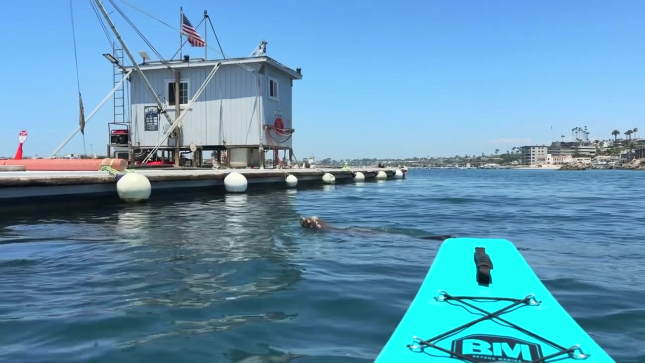 Kajakroere fik et nærbillede af californiske søløver, der leger i havnen i Newport Beach. Disse legesyge havpattedyr er en yndet attraktion for både besøgende og fotografer.