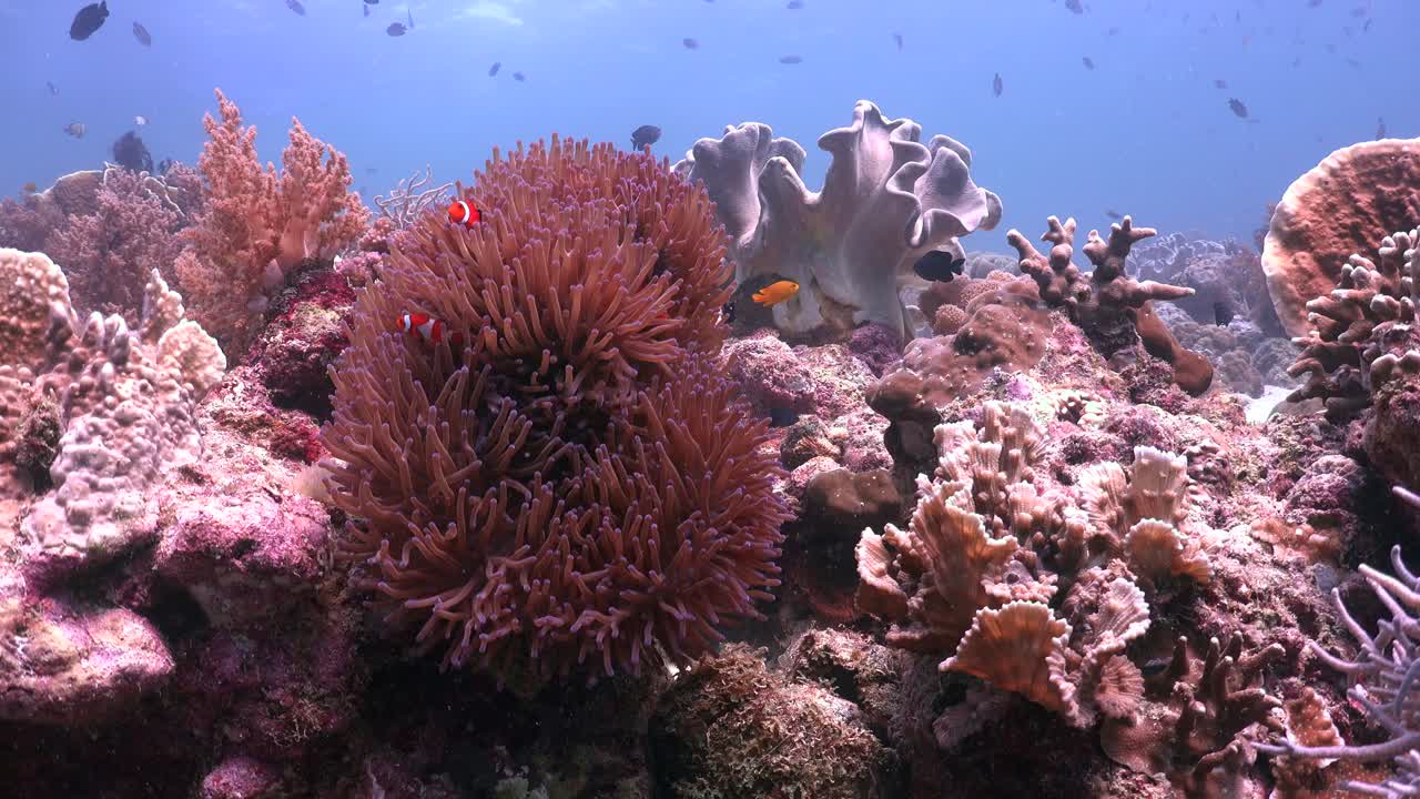 arrecife de coral con pez payaso en anémona de mar y peces de arrecife, tiro estático de gran angular