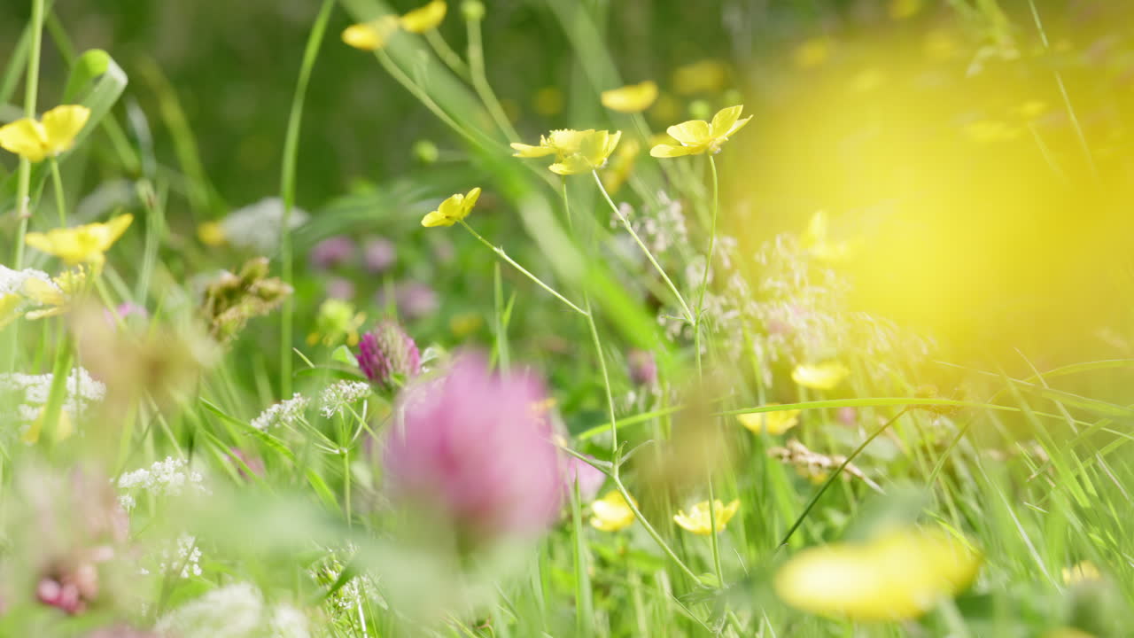 Close-to-ground footage shot among flowers, showcasing a lively meadow in full bloom