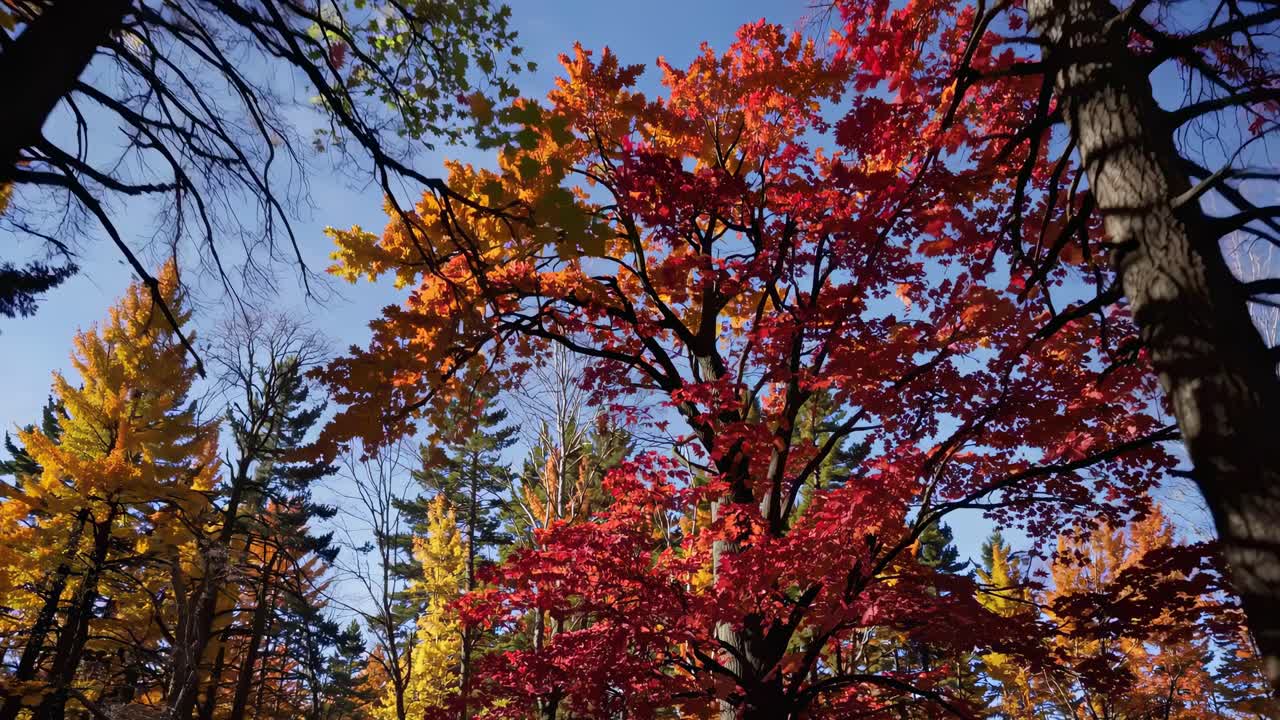 Video captures vibrant autumn leaves from a low-angle, showcasing yellow and red foliage