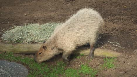 una capibara mastica hierba en su recinto en el zoológico de san diego, california, ee.uu.