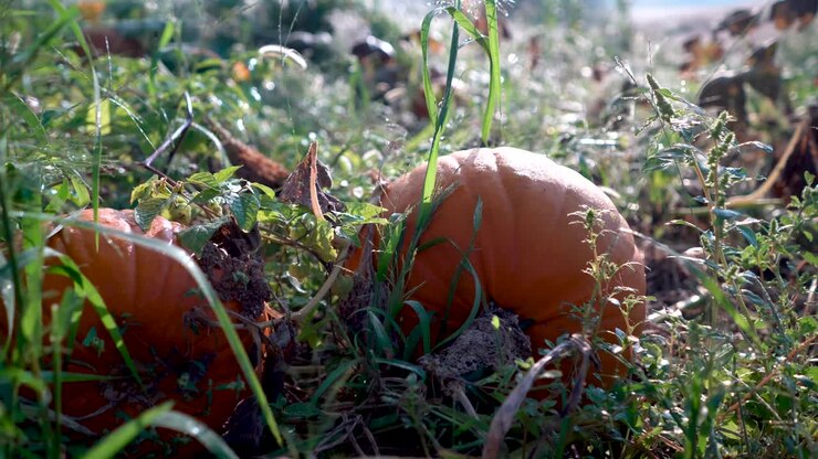 Zucca coperta di rugiada in un campo, retroilluminata dalla luce del mattino mentre la telecamera si sposta a destra.