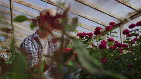 Un-Florista-Jardinero-Se-Sienta-En-Un-Invernadero-Y-Examina-Las-Rosas-Cultivadas-Para-La-Venta.