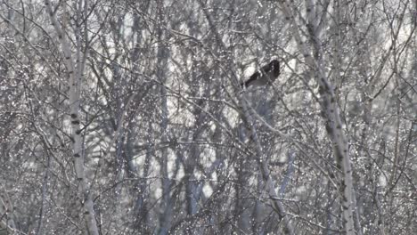 Gray-crow-sits-on-top-of-a-birch-branch