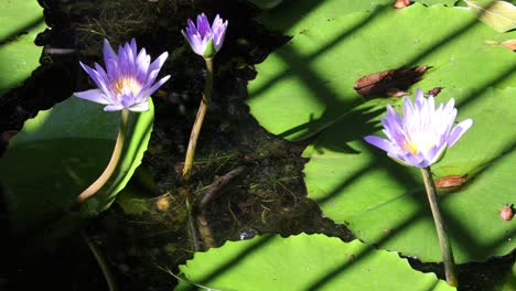 lapso de tiempo de los lirios de agua que se abren a la luz del sol