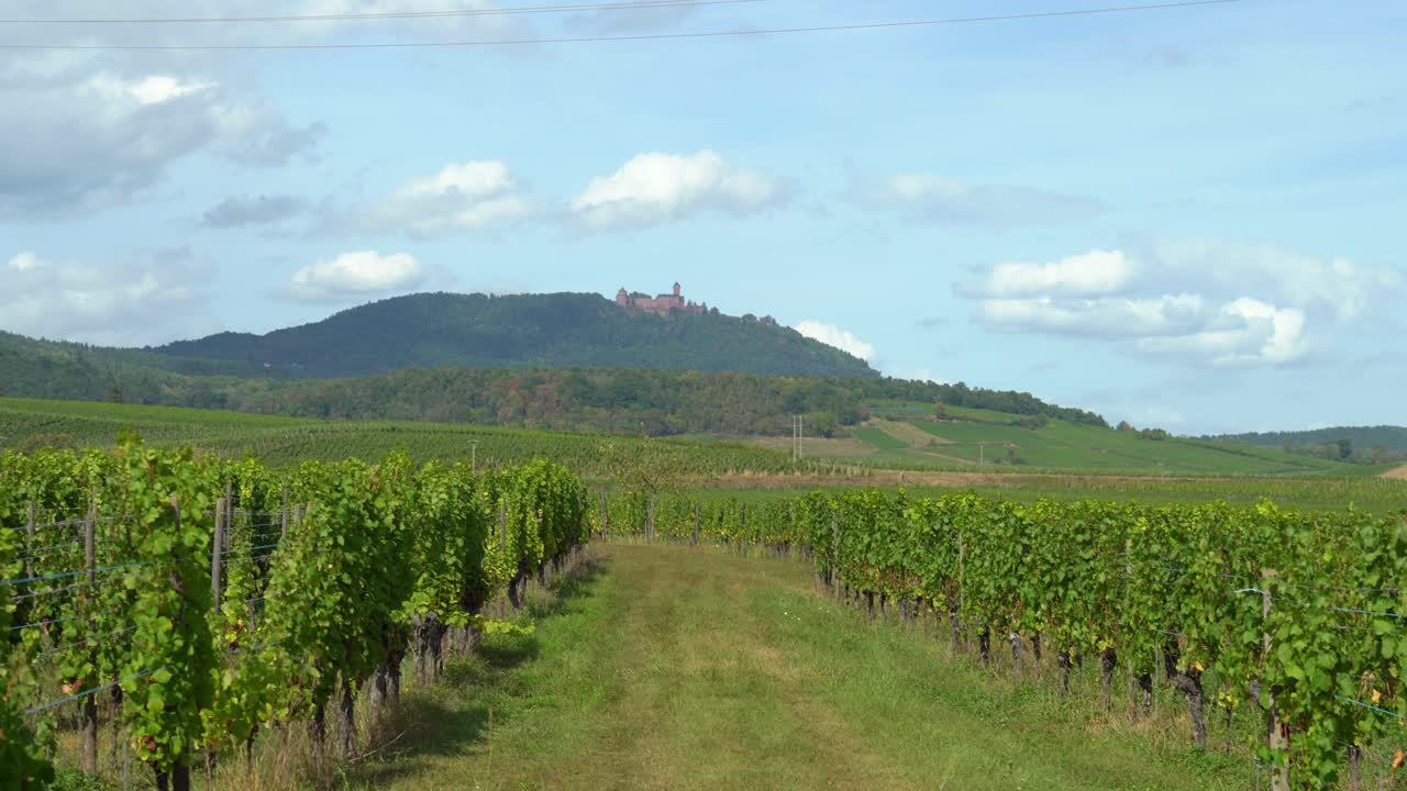 castillo de haut-koenigsbourg en los viñedos de las afueras de ribeauvillé