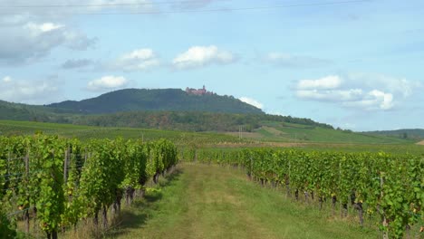 château du haut-koenigsbourg in the vineyards of ribeauvillé outskirts