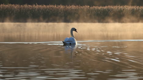 swan on a misty lake at sunrise