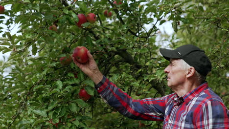 farmer pick a big apple from the branch. man looks carefully at the fruit before putting them to the box.