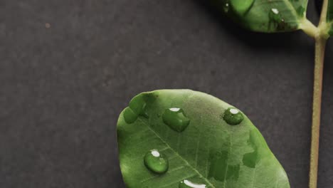 Micro-video-of-close-up-of-green-leaves-with-water-drops-and-copy-space