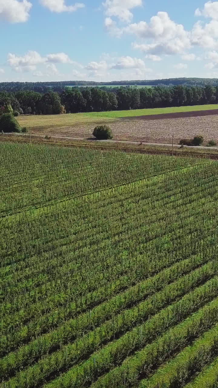 apple plantation are growing in rows in the field in the summer. Aerial view Vertical video