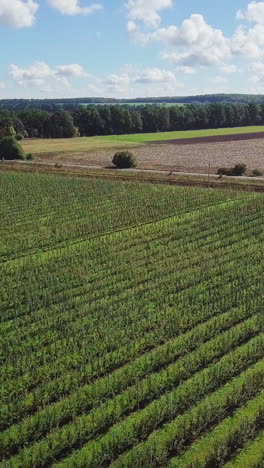 apple plantation are growing in rows in the field in the summer. aerial view vertical video