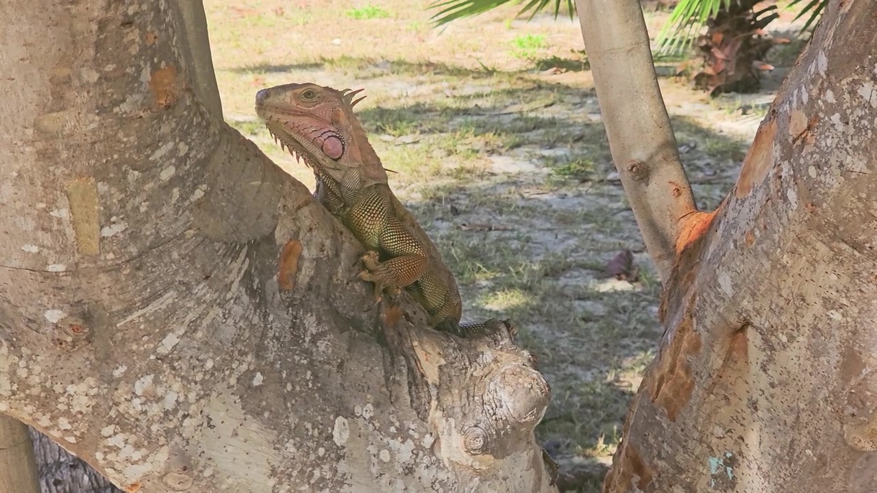 Vista dal basso di un'iguana verde su un tronco d'albero, con corteccia tropicale ruvida, zampe artigliate, cresta spinosa, foglie secche, terreno sabbioso, ombra di palma e un ambiente faunistico soleggiato dell'isola.