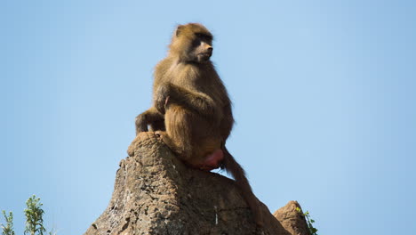 Baboons-in-nature-setting