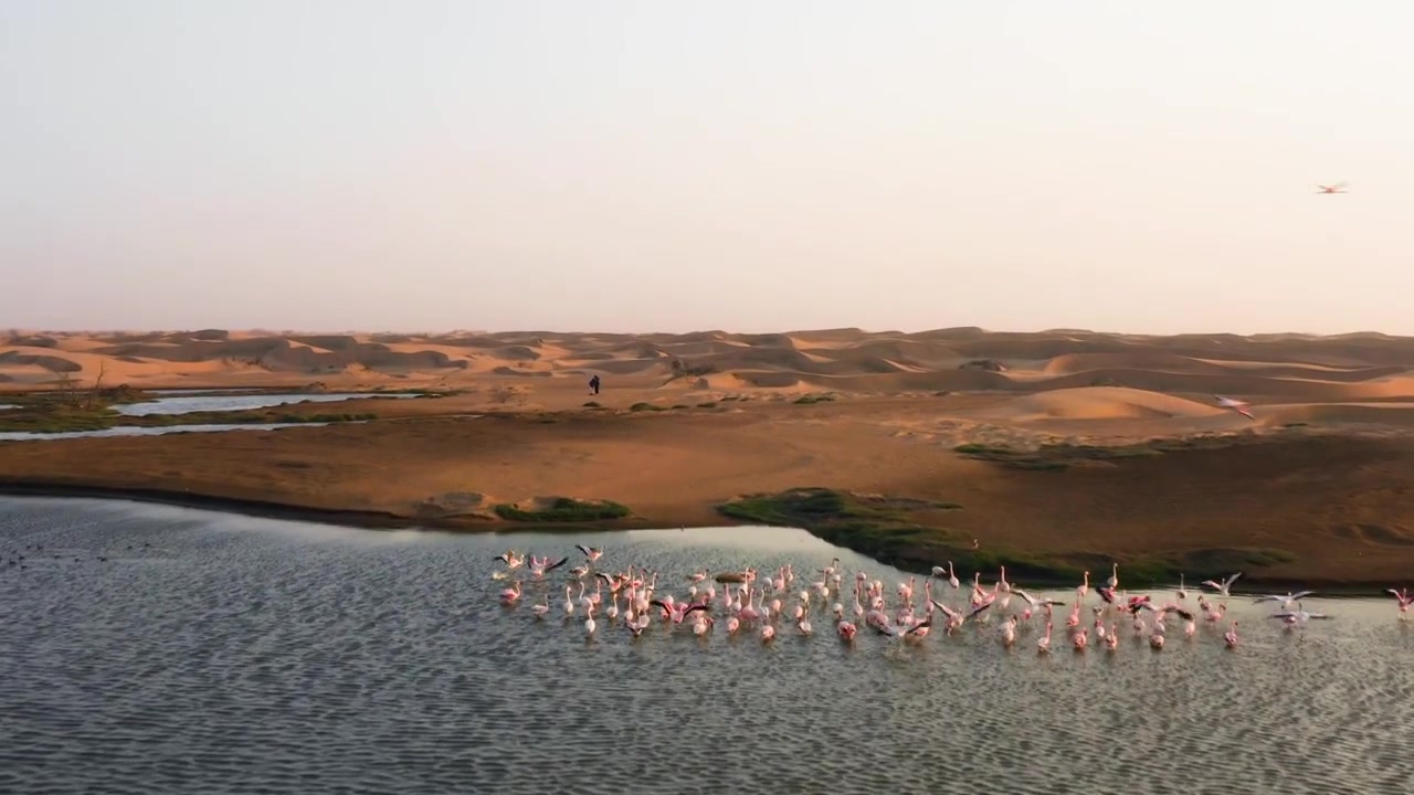 Large colony of pink flamingos wading in Walvis Bay lagoon, sunset drone shot