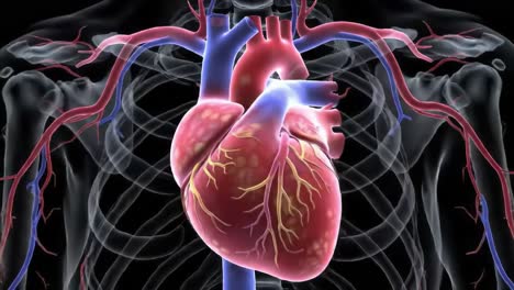 anatomical visualization of the human heart in a 3d model, highlighting blood vessels, tissue structure, and functionality within the human body