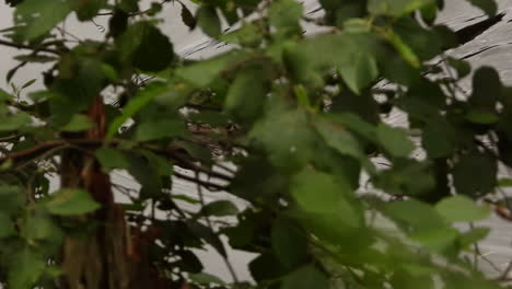 Lakeside-View-through-Leaves-of-Wild-Canadian-Beaver-Swimming-in-Water--Close-Up