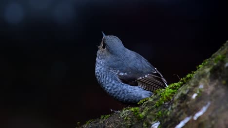 plumbeous water redstart, phoenicurus fuliginosus