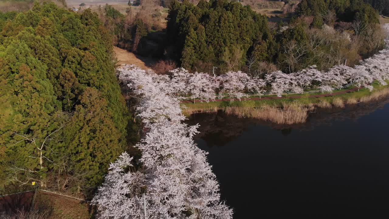 Spring Sakura Landscape in Japan, Aerial fly Byoudounuma Fureai Park in Bloom
