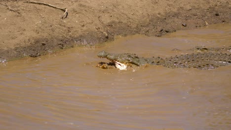 Krokodil-Frisst-Wels-In-Afrika