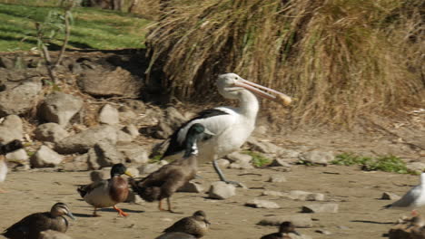 large white pelican picks up a bread roll in its beak and moves towards the water of a pond