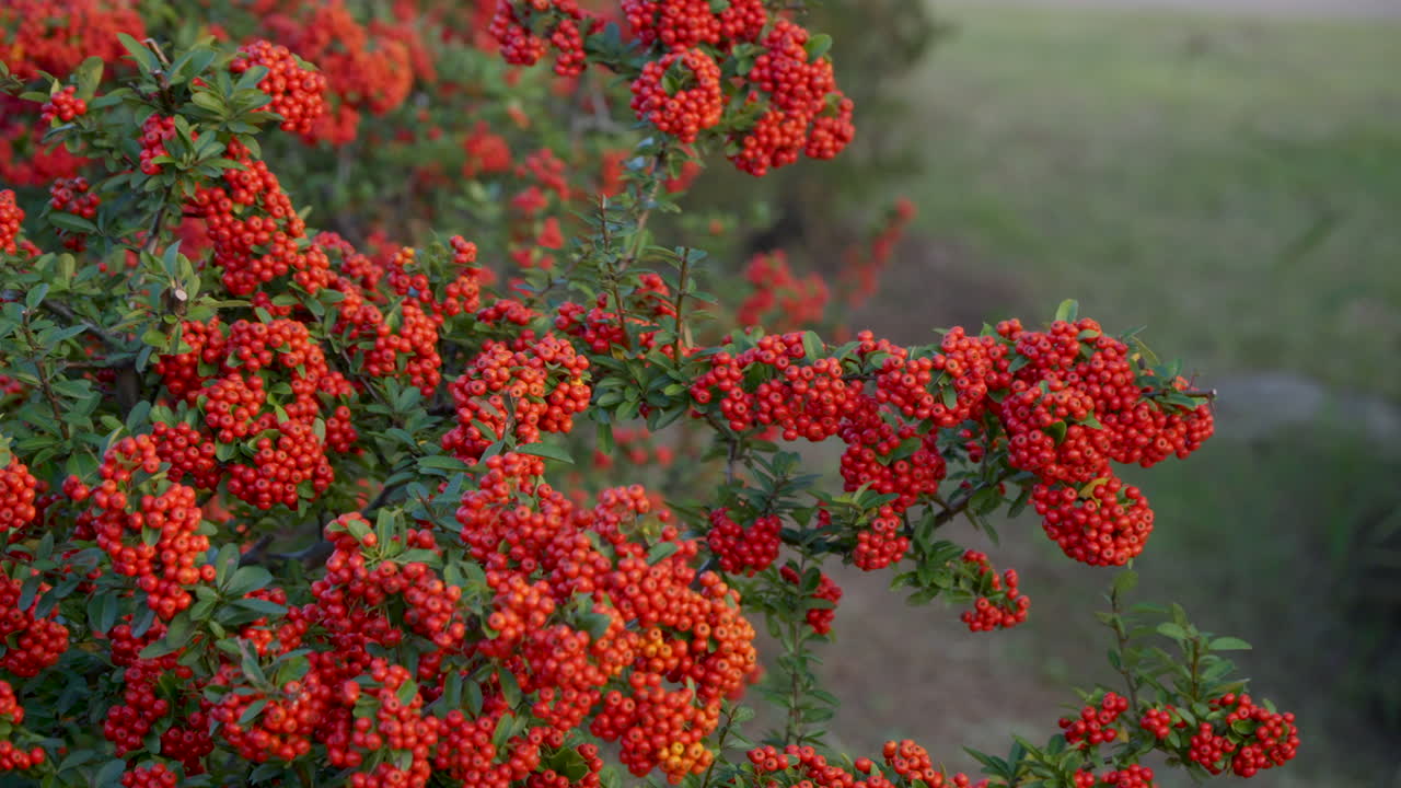 planta de aguja de fuego con frutos de pome parecidos a bayas rojas en el parque ecológico de gaetgol en siheung, corea del sur - fotografía panorámica