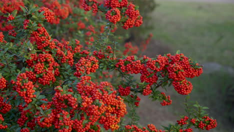 Firethorn-Plant-With-Red-Berry-like-Pome-Fruits-At-Gaetgol-Ecological-Park-In-Siheung,-South-Korea---panning-shot