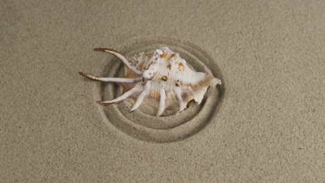 rotación de una gran concha de mar que se encuentra en un círculo de arena. vista superior. espacio de copia