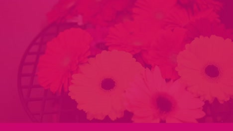 animation of happy valentine's day text on white banner with flowers on pink background