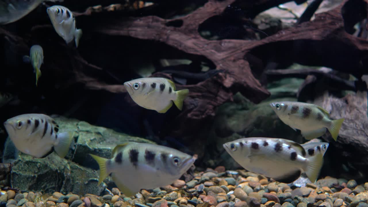 ⁇ 소테스 자쿠라트릭스 (banded archerfish)