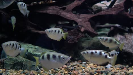 toxotes jaculatrix (banded archerfish)