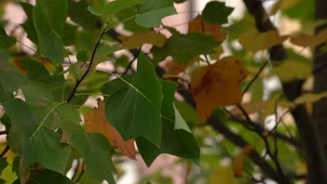 Beautiful-acer-leaves,-with-autumn-tones-and-the-movement-of-the-wind