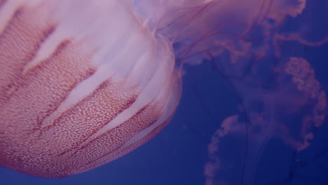 pink jellyfish underwater