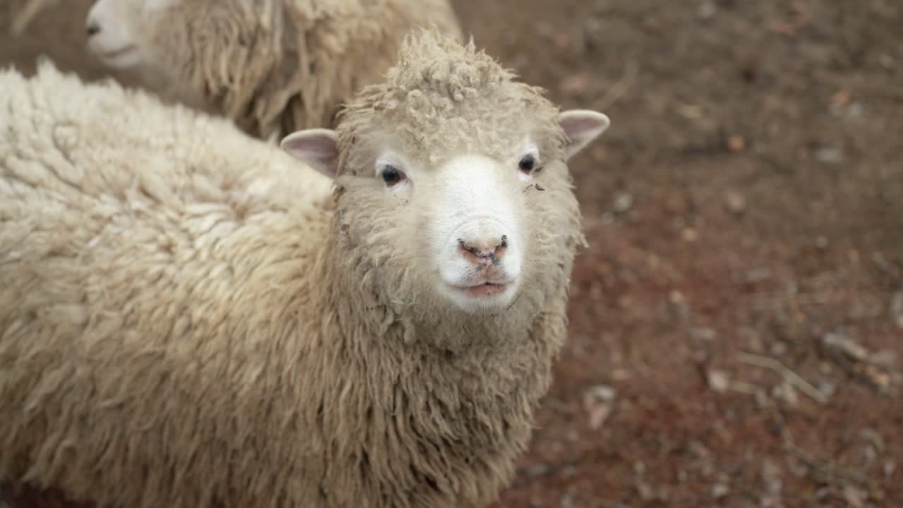 A tracking shot follows a group of cute, fluffy sheep in their outdoor farm enclosure in Pyeongchang, South Korea during winter