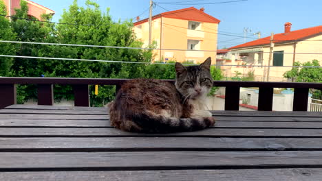 Dark-cat-relaxed-outdoors-on-the-wooden-table-in-hot-weather-in-Zadar-Croatia