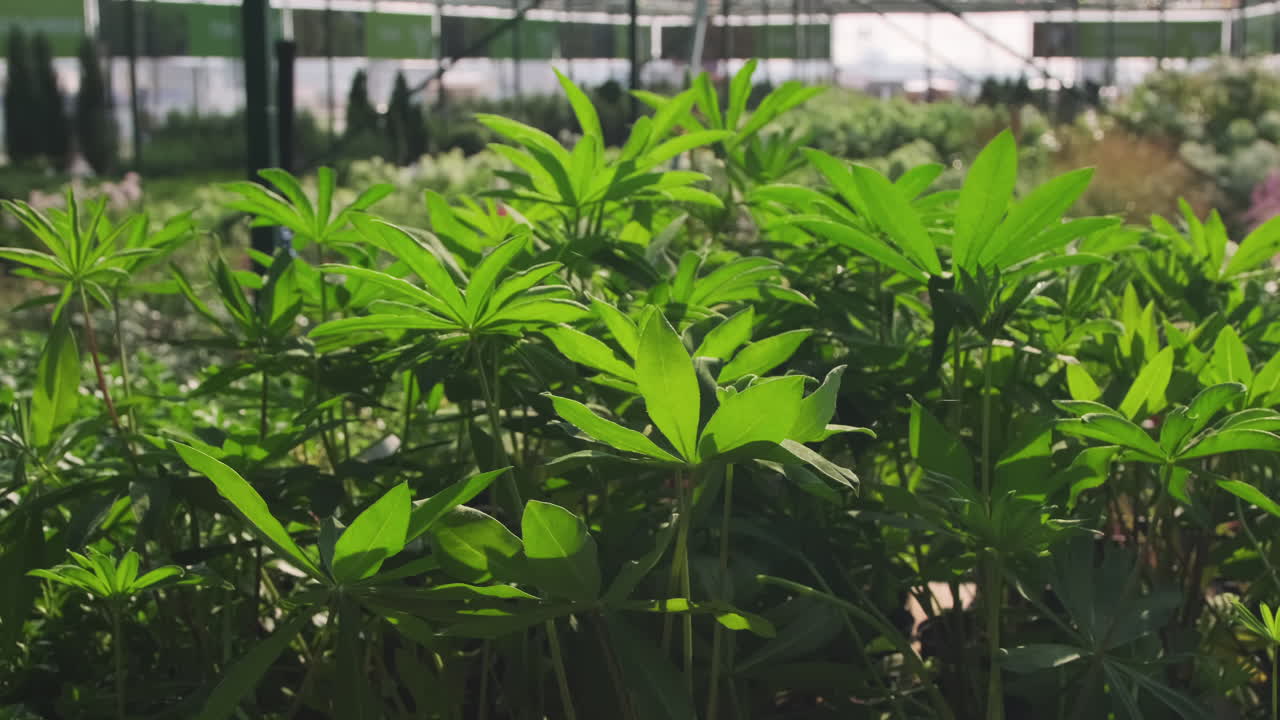 plantas verdes en un invernadero