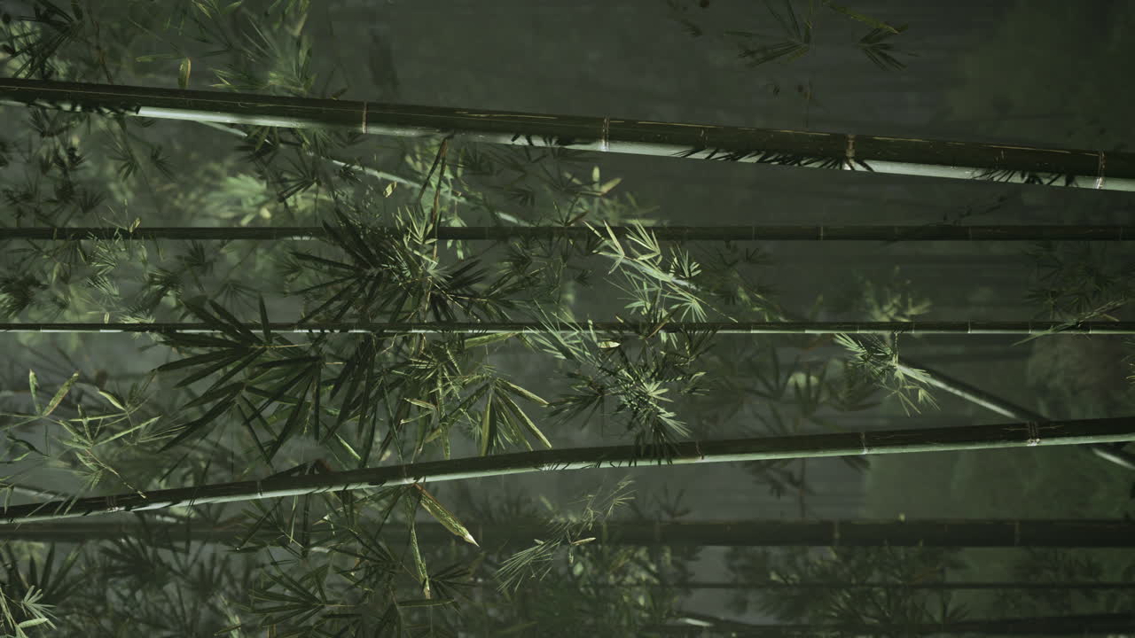 video vertical del bosque de bambú verde en maui