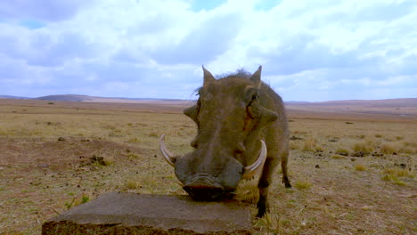 common warthog in dry landscape eats pieces off mineral supplement lick block