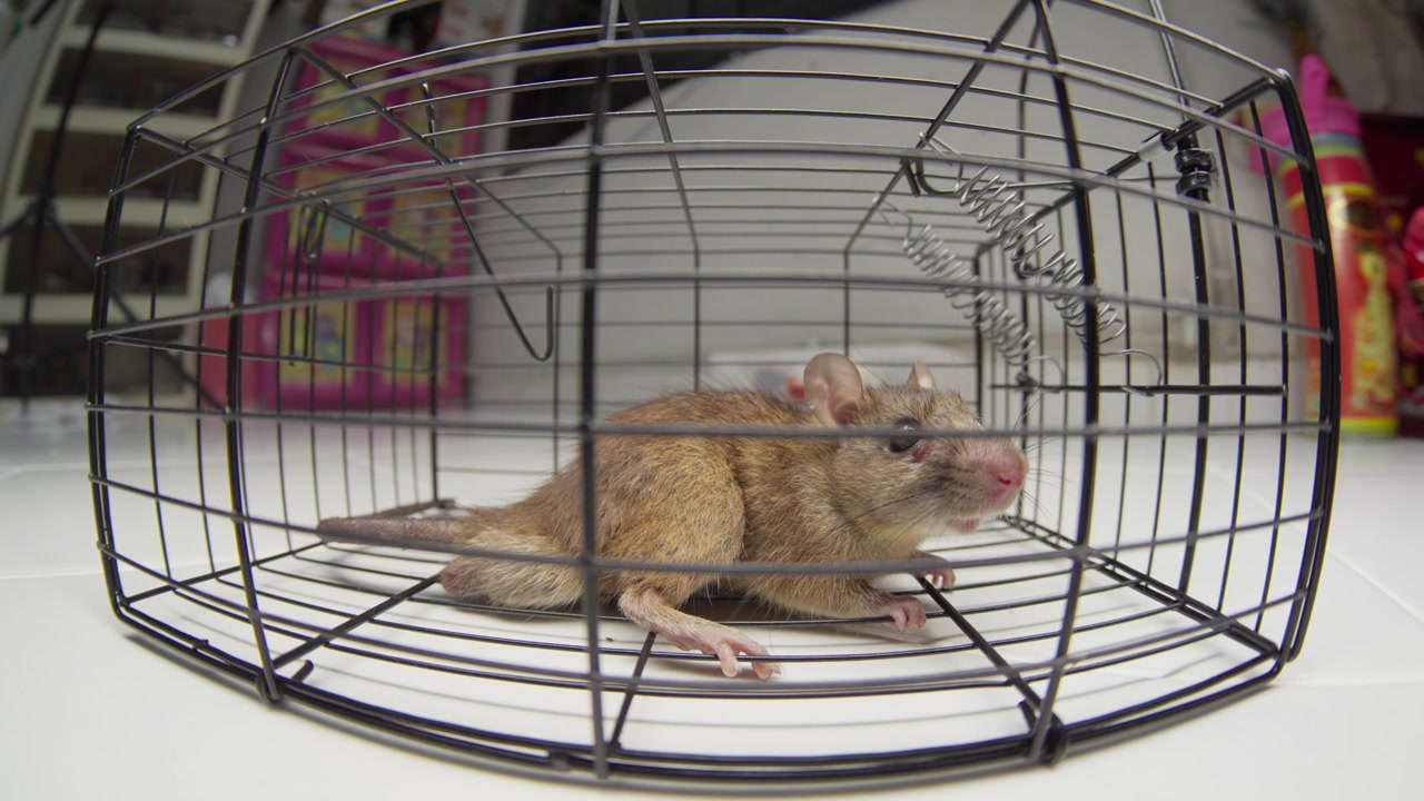 Ratto marrone intrappolato in una gabbia di filo su un pavimento, ideale per filmati di controllo dei roditori e gestione degli animali nocivi, vista ravvicinata.