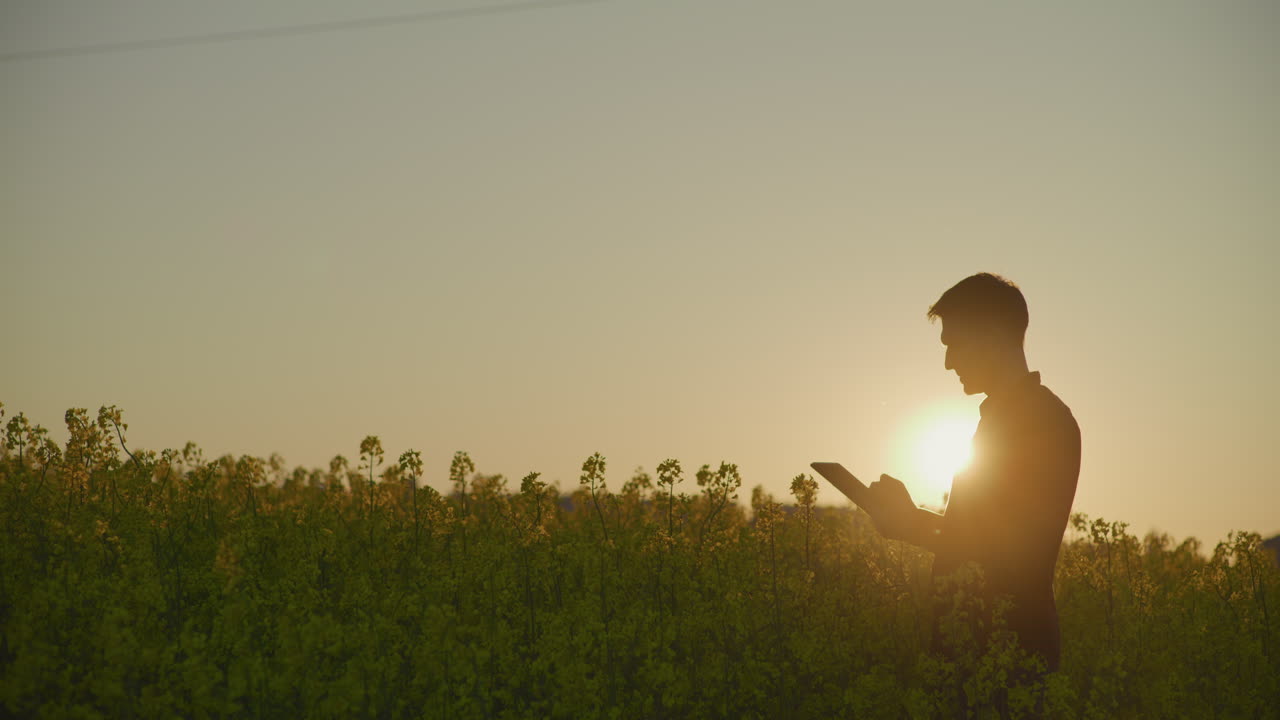Silhouette of Farmer in Blooming Canola Field at Golden Hour