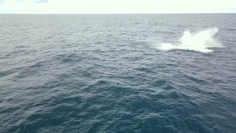 Vista-Aérea-De-La-Ballena-Jorobada-Saltando-En-El-Océano-Azul---Avistamiento-De-Ballenas-En-Nsw,-Australia