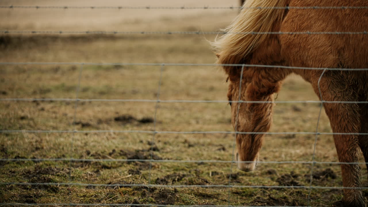 Icelandic Horse Grazing