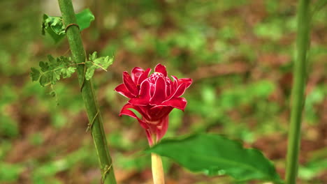 slow motion shot of a torch ginger flower blooming in a rainforest in panama