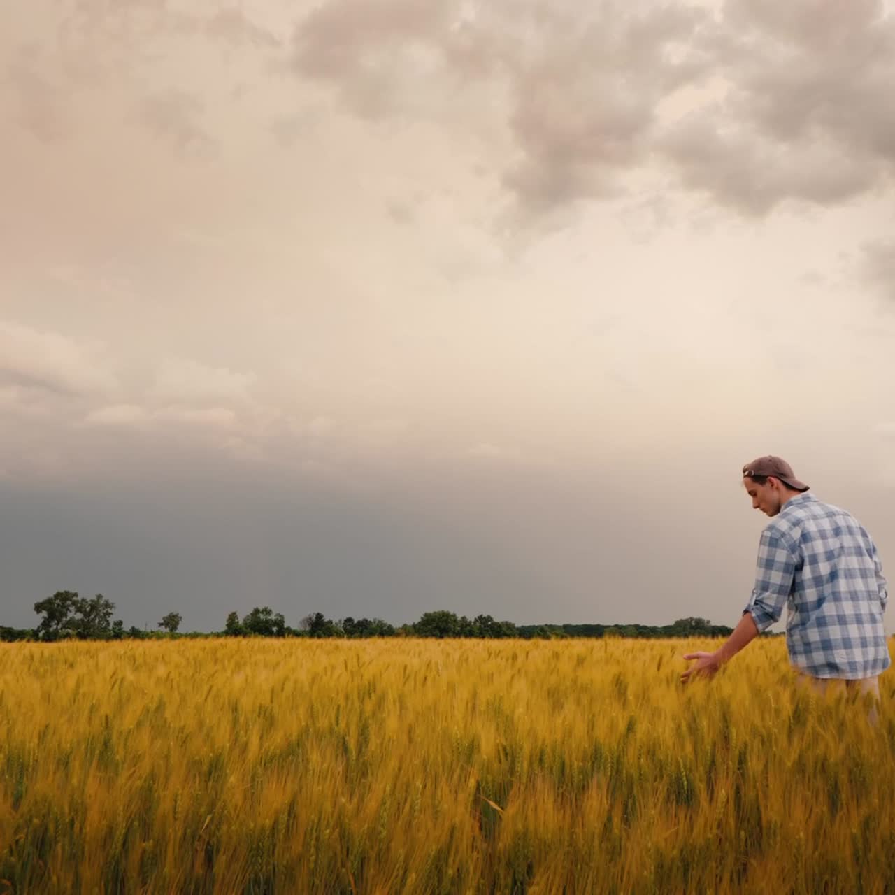 la figura del granjero en el campo de trigo toca las orejas con la mano