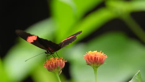 red postman butterfly collecting nectar from zinnia flower in the garden. closeup shot