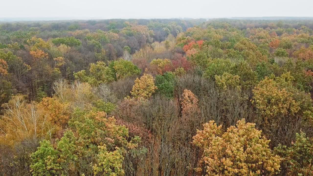 Top of trees in autumn landscape. Drone flight over the colorful forest into the road with machinery during asphalting. Aerial view.
