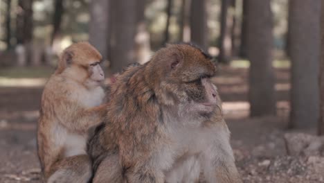 close up monkey in forrest
