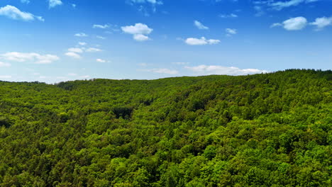 flight over the lush green forest. beautiful wooded area on sunny summer day. drone footage.