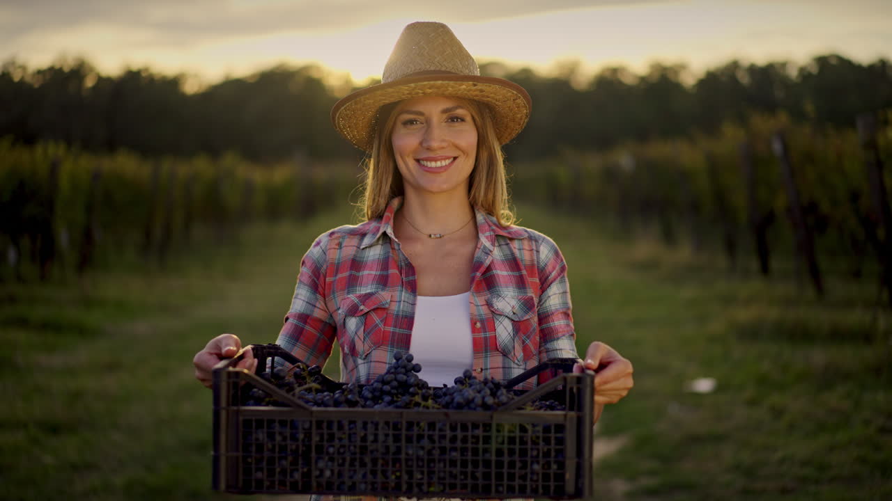 mujer cosechando uvas en el viñedo