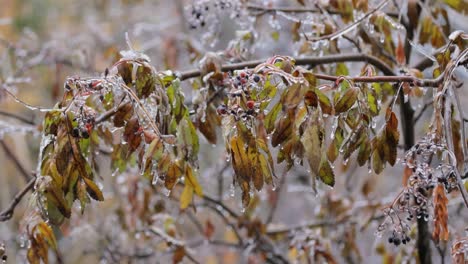 Blätter-Und-Äste-Des-Baumes-Erfroren-Beim-Ersten-Morgenfrost-Im-Spätherbst.